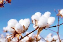 Images 2023 09 10t202527.151