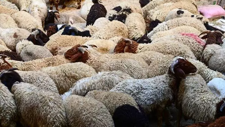 6bb08261f2cdadc0682dc5332522cb35