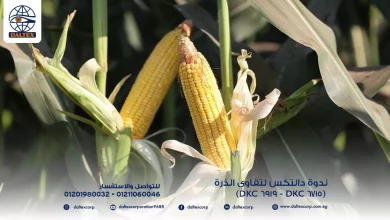 984529ebef3a424cf014596f2d80135e