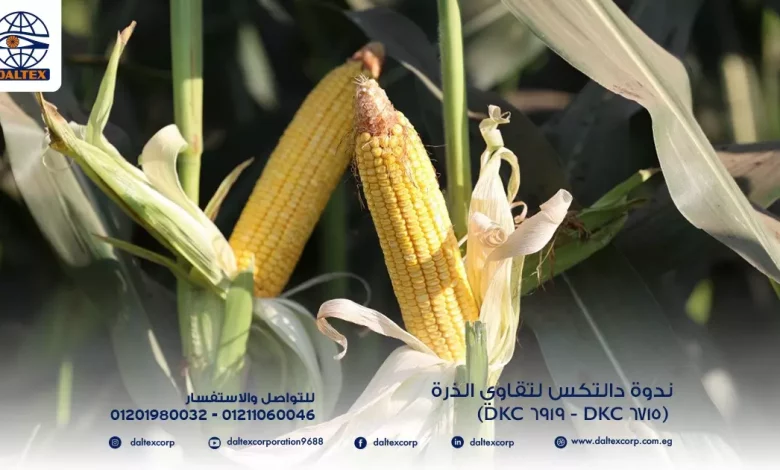 984529ebef3a424cf014596f2d80135e