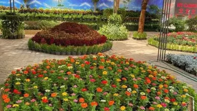 37594ef1215a2557bb29336a6ea657a6